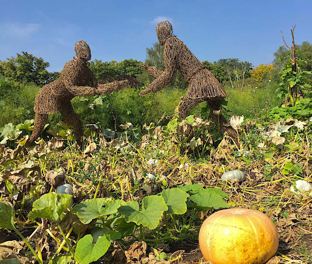 A pick-your-own pumpkin patch at Hampton Court in early autumn. The patches nearest Staines, at Hobbledown Heath and Crockford Bridge Farm, work the same way: an entry ticket, a wheelbarrow, and you pay for the pumpkins on the way out